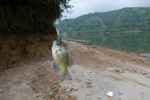 ブルーギルの釣果