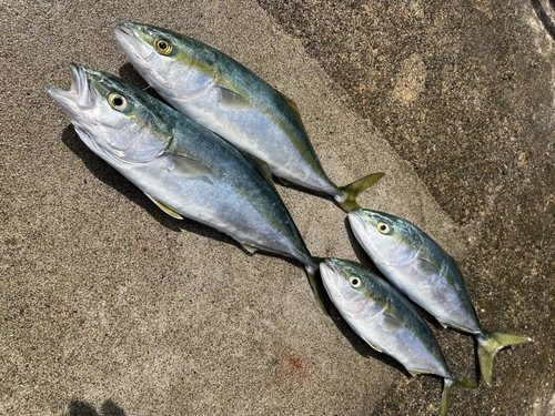 イナダの釣果