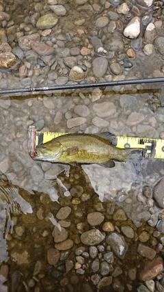 スモールマウスバスの釣果