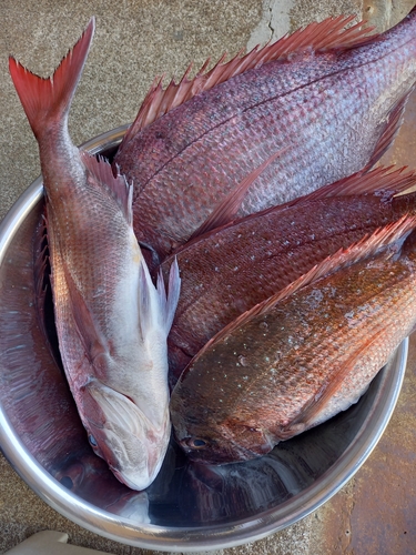 マダイの釣果