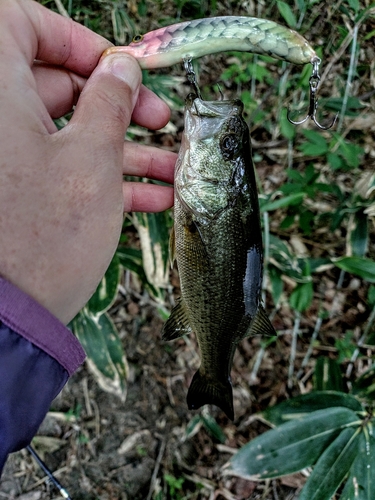 ブラックバスの釣果