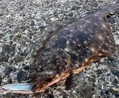 ヒラメの釣果