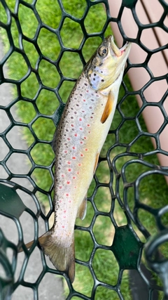 ブラウントラウトの釣果