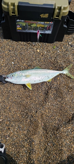 イナダの釣果