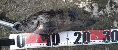 クロソイの釣果