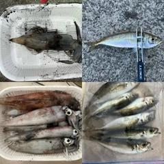 イカの釣果