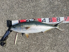 メジロの釣果