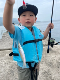 シロギスの釣果