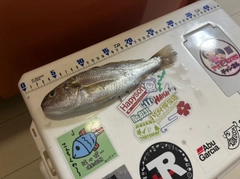 イシモチの釣果