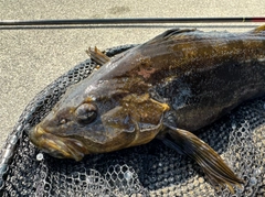 アイナメの釣果