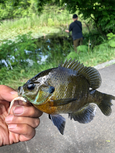 ブルーギルの釣果