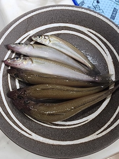 シロギスの釣果