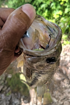 ラージマウスバスの釣果