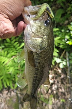 ラージマウスバスの釣果