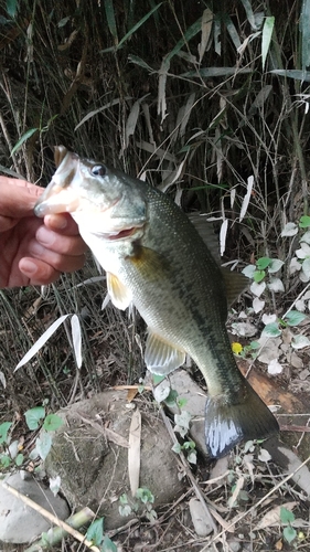 ラージマウスバスの釣果