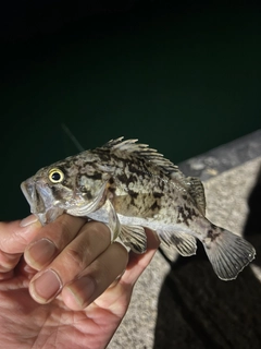 ムラソイの釣果