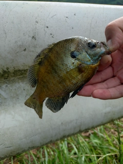 ブルーギルの釣果