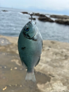 メジナの釣果