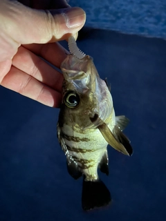 メバルの釣果