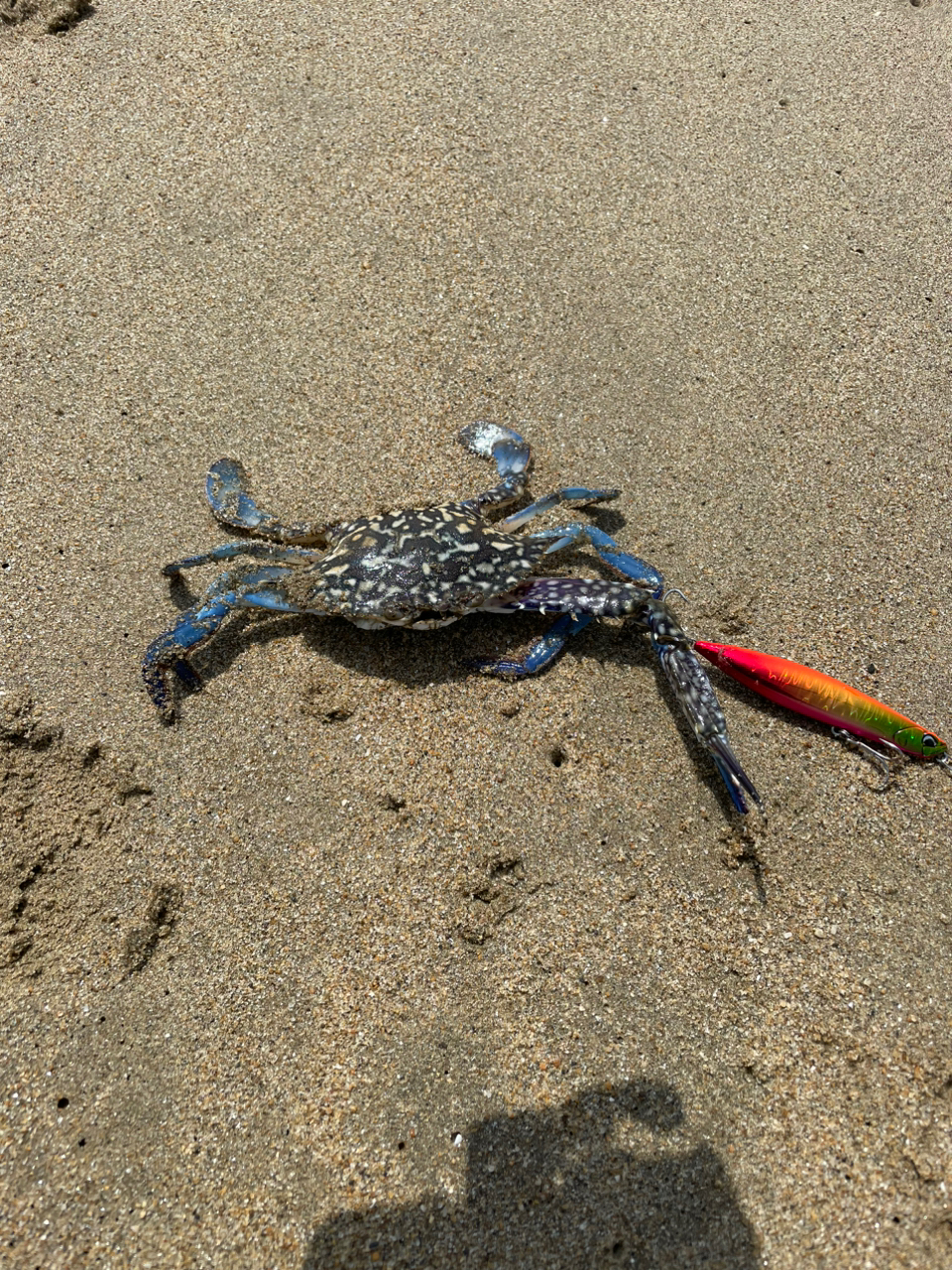 タイワンガザミ