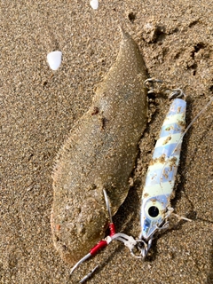 シタビラメの釣果