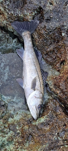 スズキの釣果