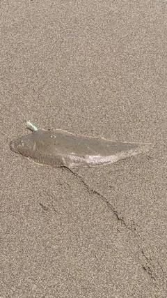 ウシノシタの釣果