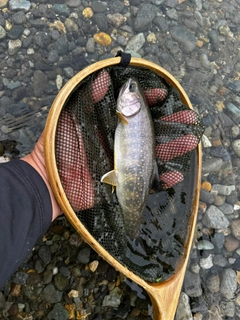 イワナの釣果