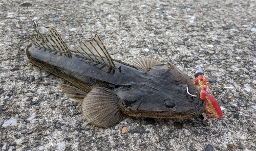 マゴチの釣果