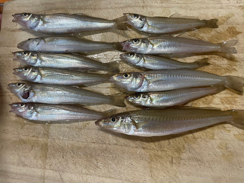 キスの釣果