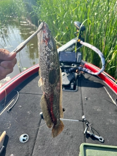 カムルチーの釣果