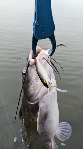 アメリカナマズの釣果