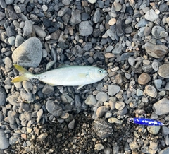 ワカシの釣果