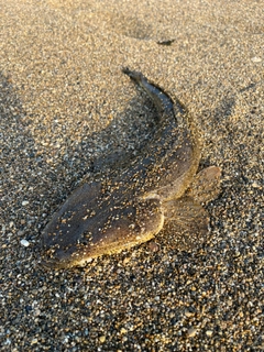 マゴチの釣果