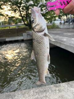 ニゴイの釣果