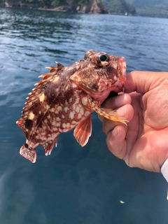 エソの釣果