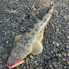 マゴチの釣果