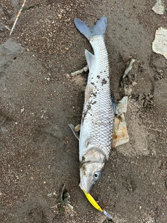 ニゴイの釣果