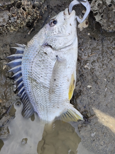 キビレの釣果