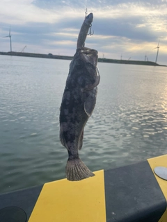 クロソイの釣果