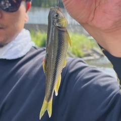 カワムツの釣果