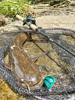 ナマズの釣果