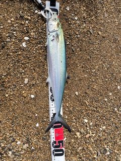 サゴシの釣果