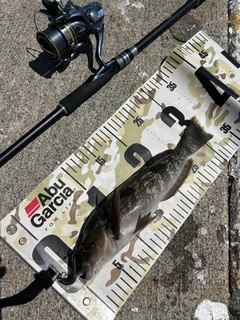 アイナメの釣果