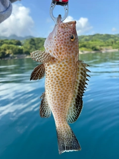 オオモンハタの釣果