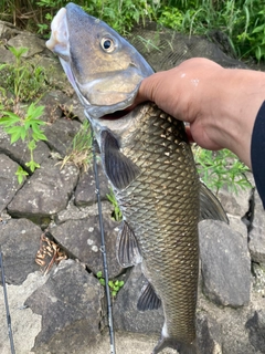 ニゴイの釣果