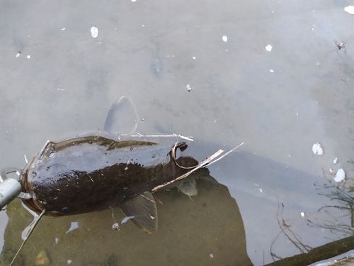 ナマズの釣果