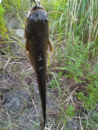 ナマズの釣果