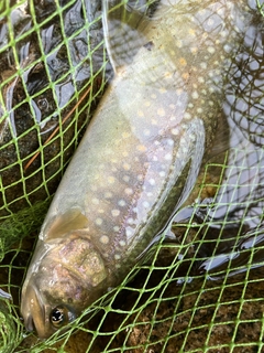 イワナの釣果