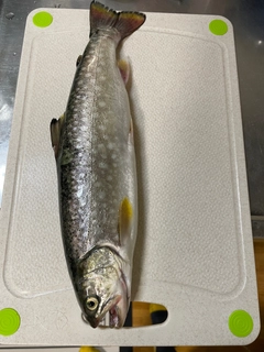 アメマスの釣果